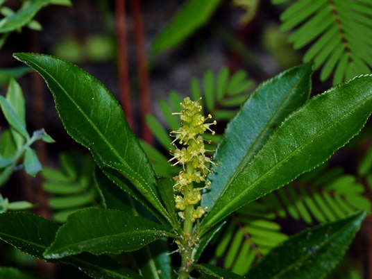 {Stillingia sylvatica}